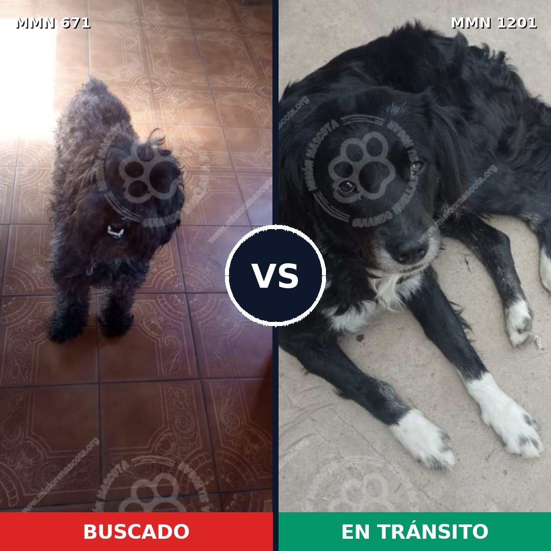 Comparativa MMS 18950: mascota perdida y mascota encontrada, 29% de similitud