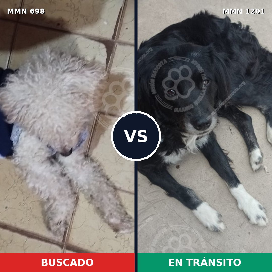 Comparativa MMS 18952: mascota perdida y mascota encontrada, 38% de similitud