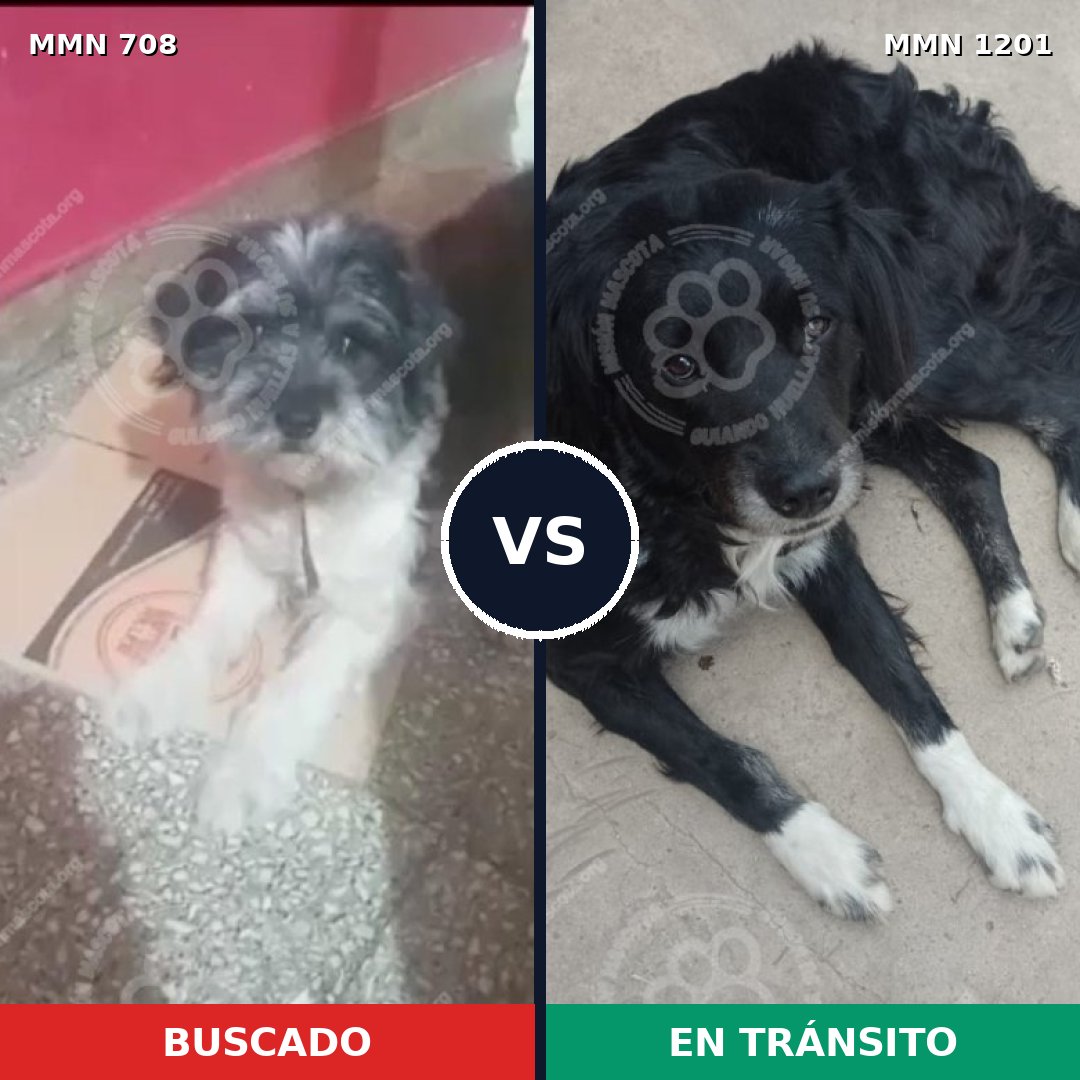 Comparativa MMS 18953: mascota perdida y mascota encontrada, 52% de similitud