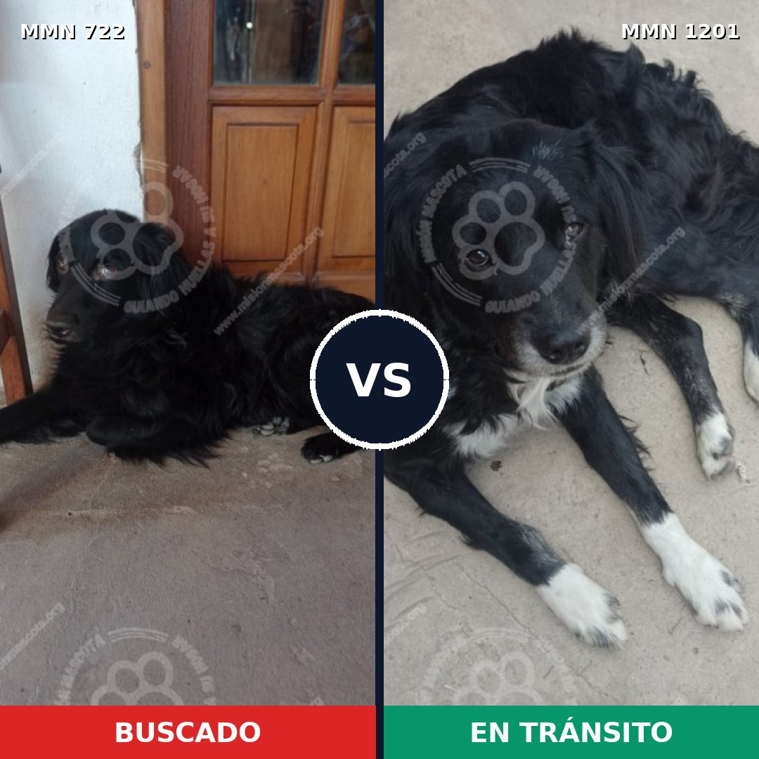 Comparativa MMS 18954: mascota perdida y mascota encontrada, 40% de similitud
