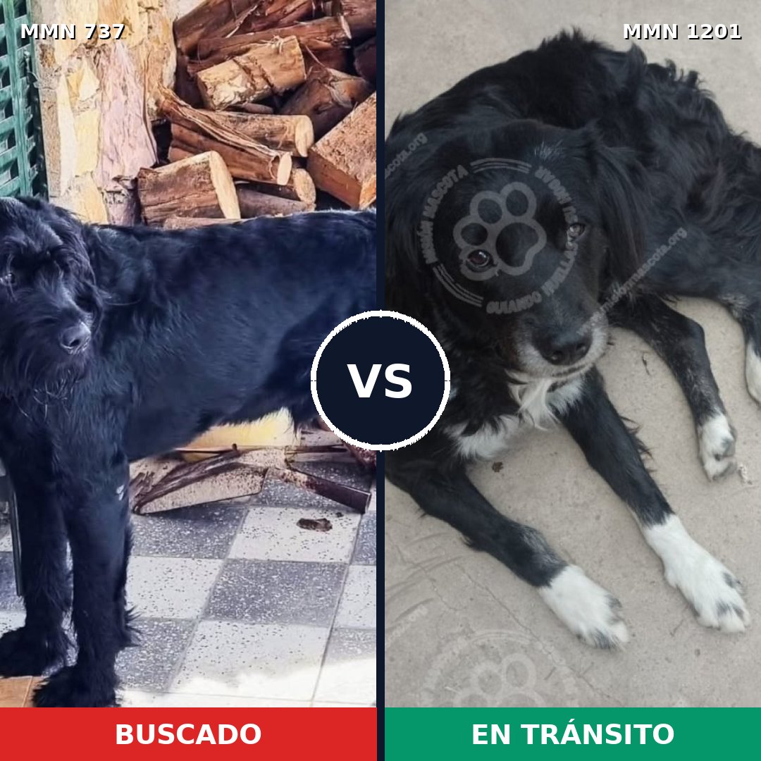Comparativa MMS 18955: mascota perdida y mascota encontrada, 40% de similitud