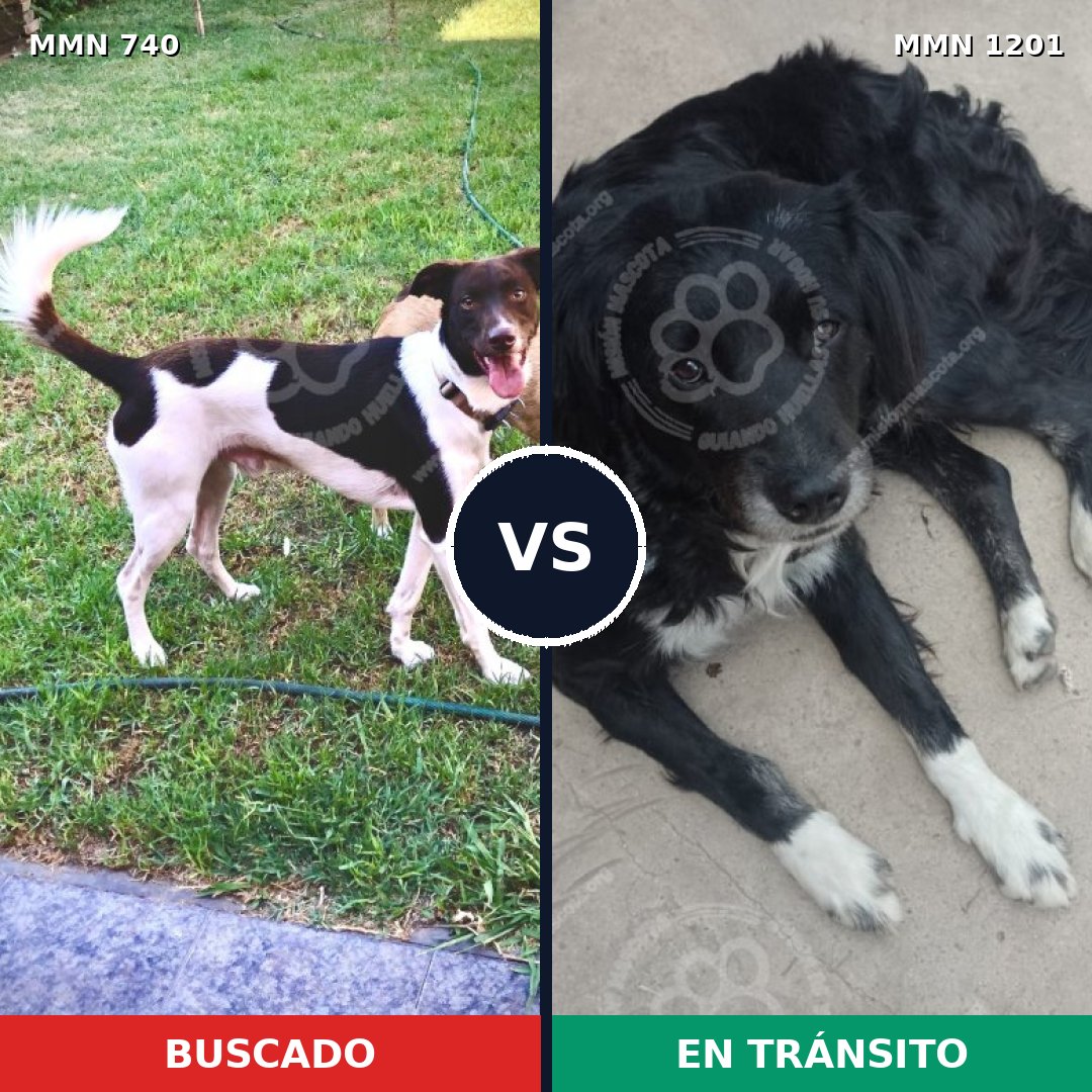Comparativa MMS 18956: mascota perdida y mascota encontrada, 61% de similitud