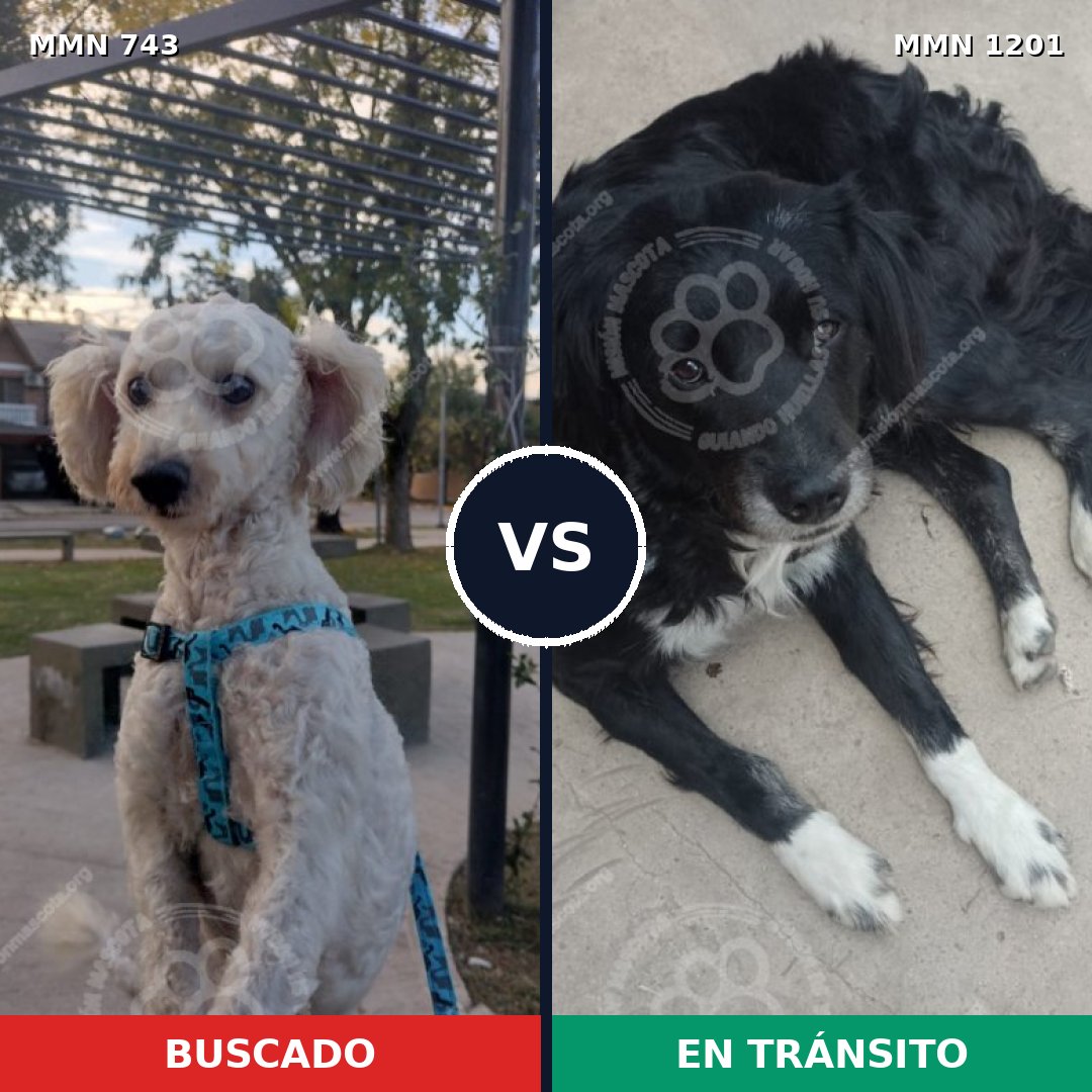 Comparativa MMS 18957: mascota perdida y mascota encontrada, 48% de similitud