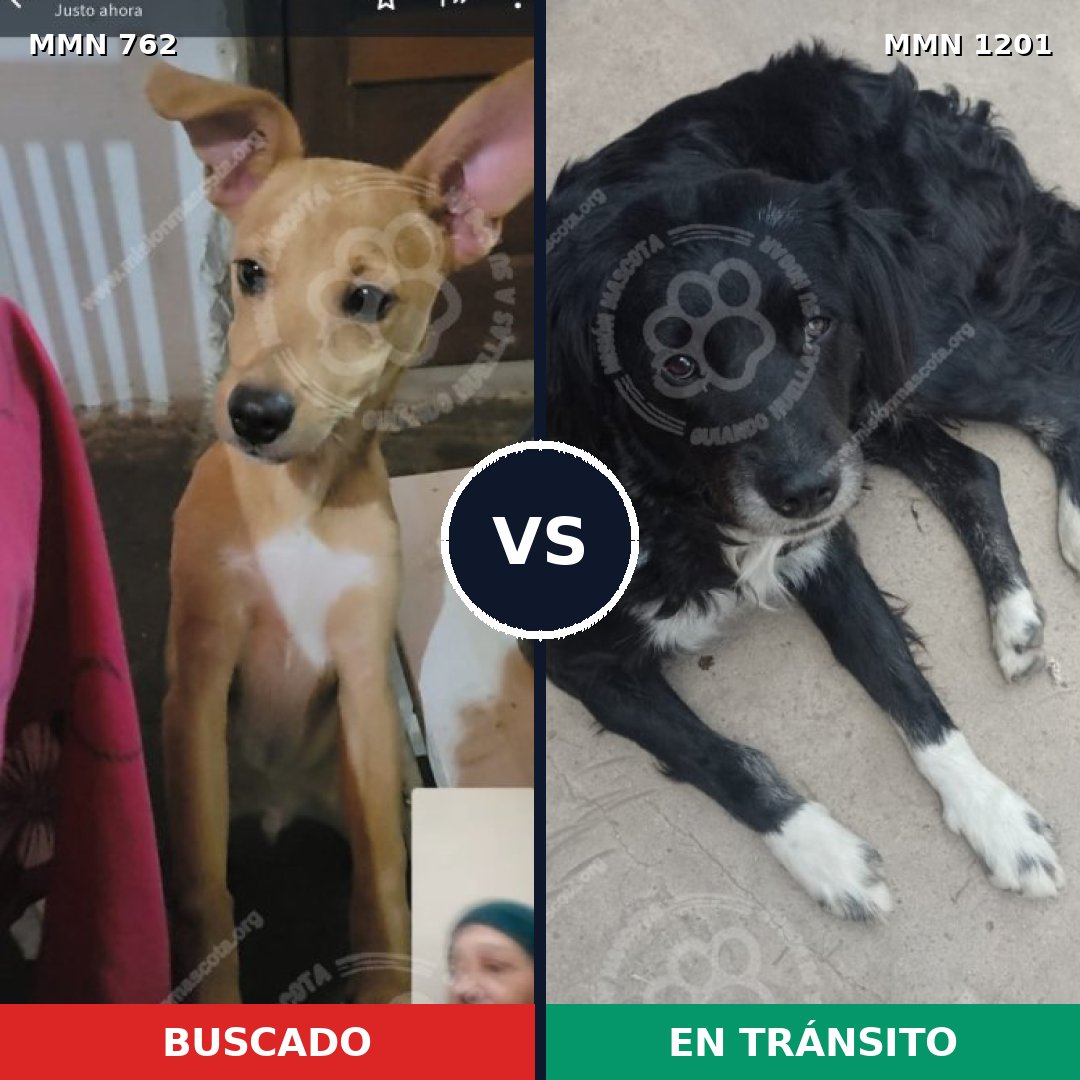 Comparativa MMS 18958: mascota perdida y mascota encontrada, 64% de similitud