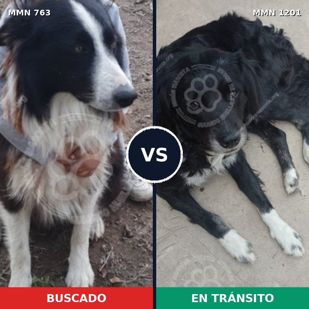 Comparativa MMS 18959: mascota perdida y mascota encontrada, 41% de similitud