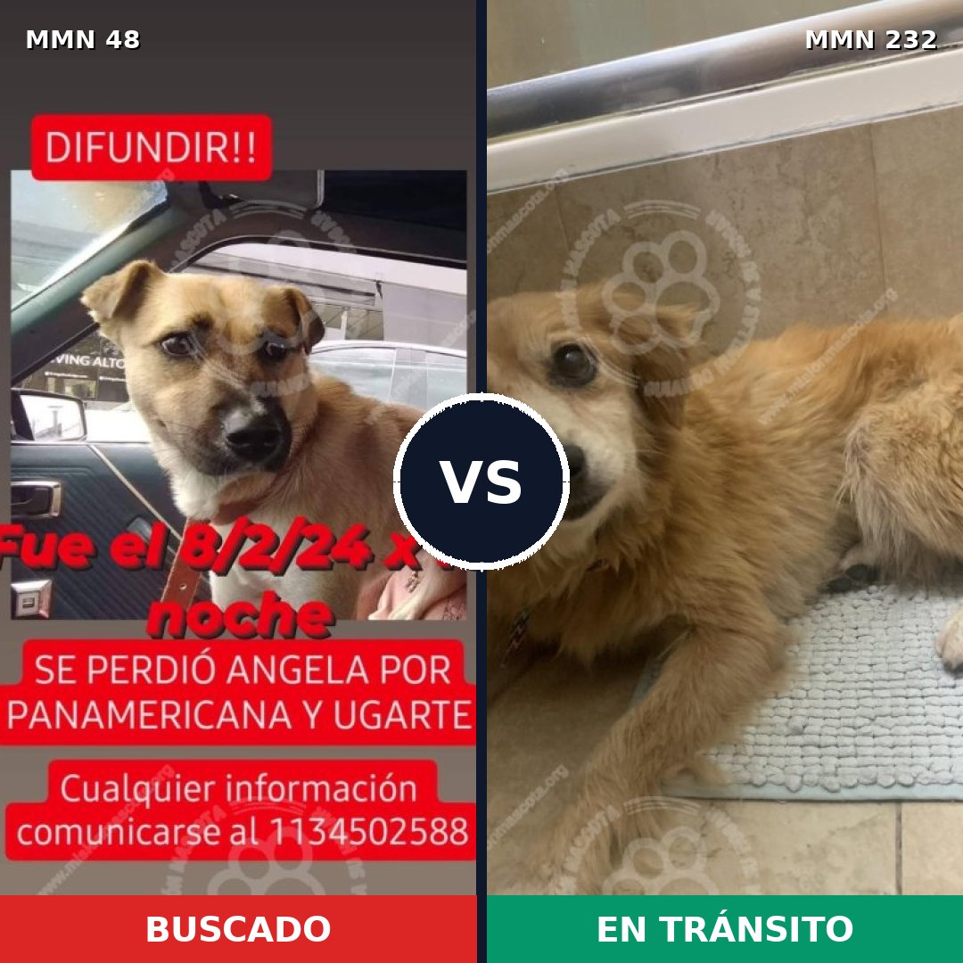 Comparativa MMS 1896: mascota perdida y mascota encontrada, 78% de similitud