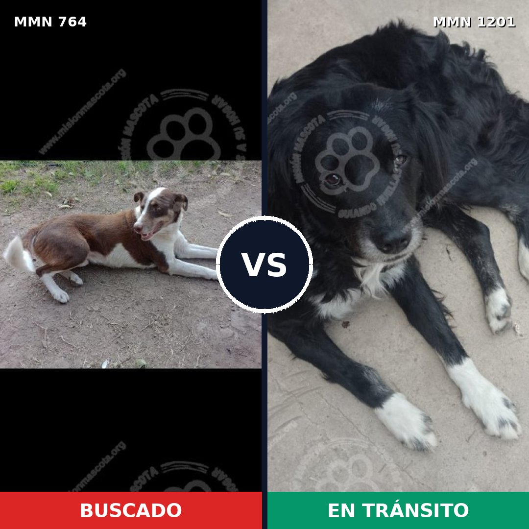 Comparativa MMS 18960: mascota perdida y mascota encontrada, 63% de similitud