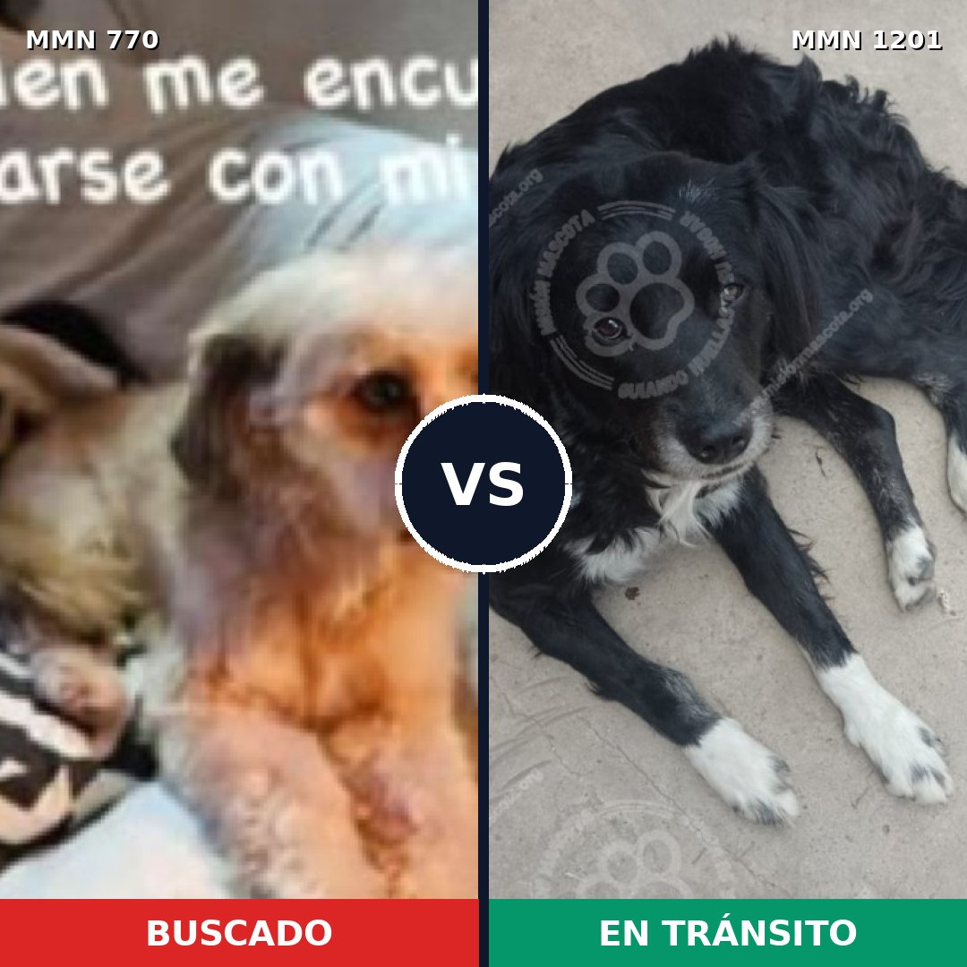 Comparativa MMS 18963: mascota perdida y mascota encontrada, 54% de similitud
