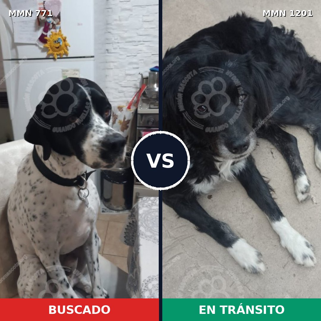 Comparativa MMS 18964: mascota perdida y mascota encontrada, 60% de similitud