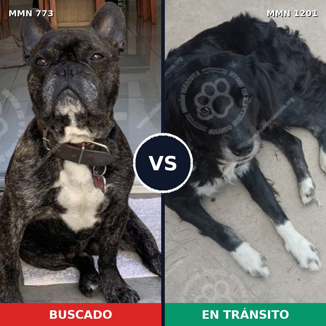 Comparativa MMS 18965: mascota perdida y mascota encontrada, 41% de similitud