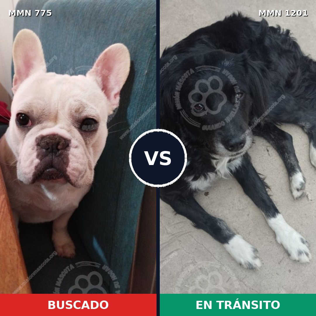 Comparativa MMS 18966: mascota perdida y mascota encontrada, 36% de similitud