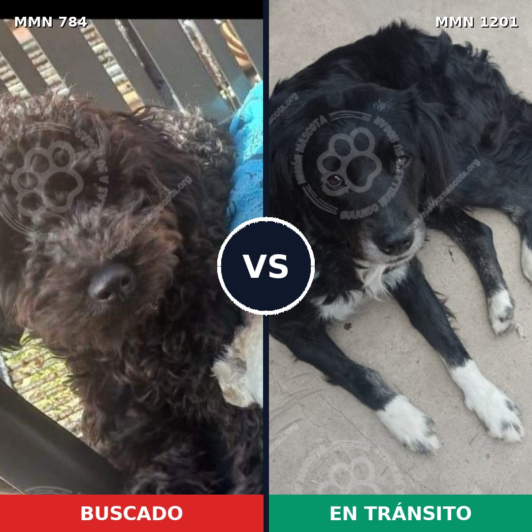 Comparativa MMS 18968: mascota perdida y mascota encontrada, 43% de similitud