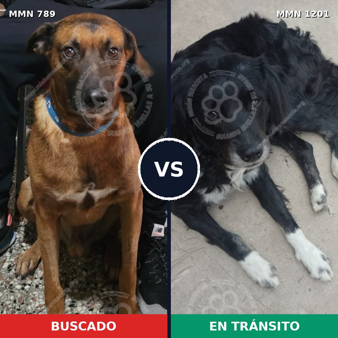 Comparativa MMS 18969: mascota perdida y mascota encontrada, 73% de similitud