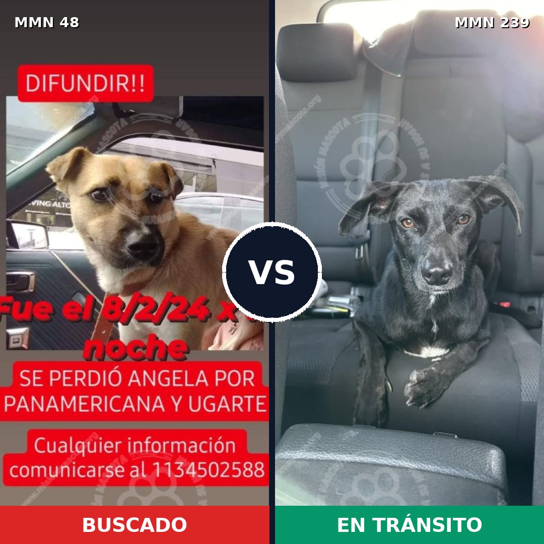 Comparativa MMS 1897: mascota perdida y mascota encontrada, 74% de similitud