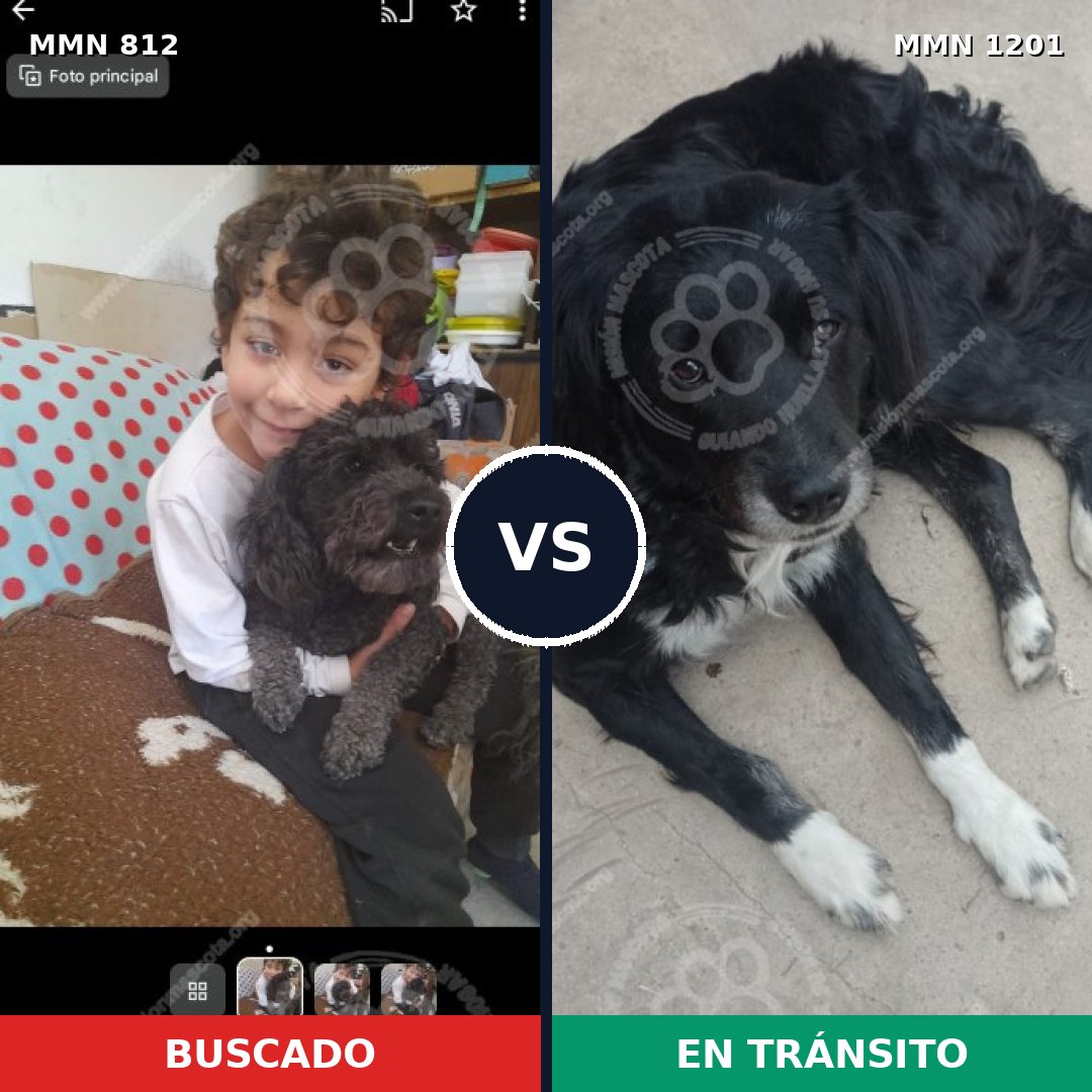 Comparativa MMS 18970: mascota perdida y mascota encontrada, 35% de similitud
