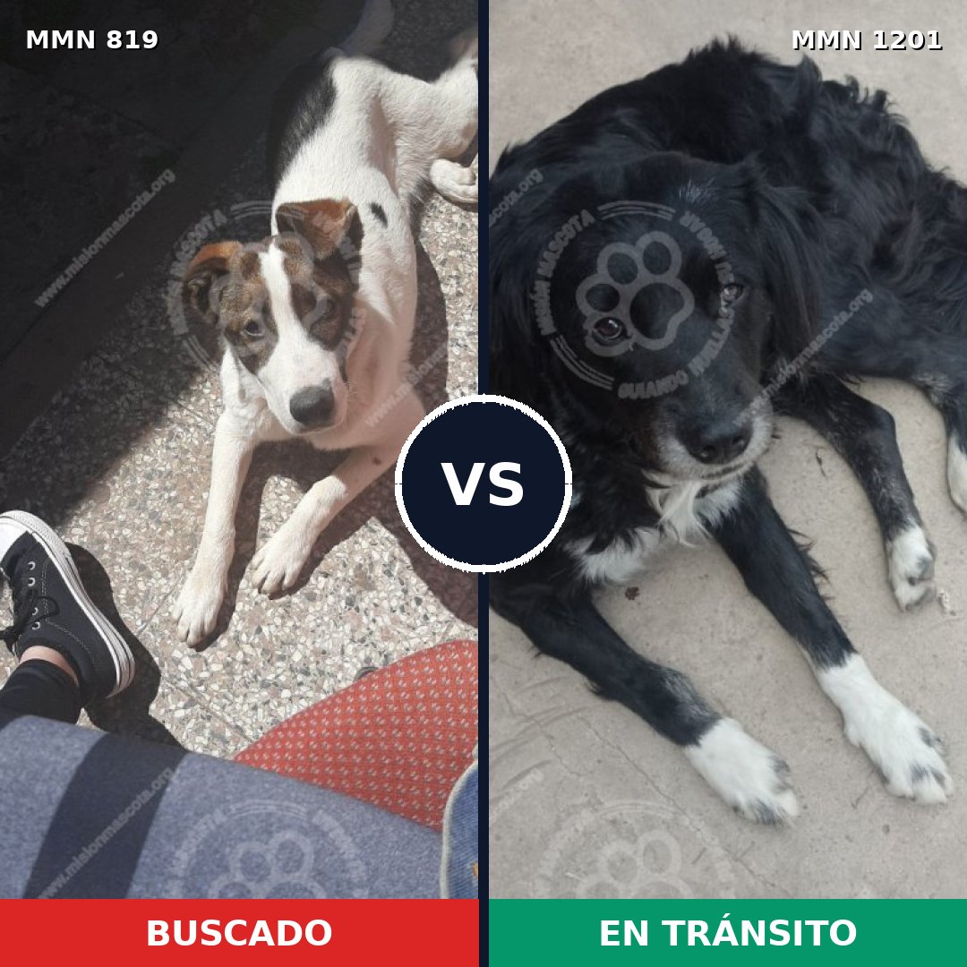 Comparativa MMS 18972: mascota perdida y mascota encontrada, 73% de similitud