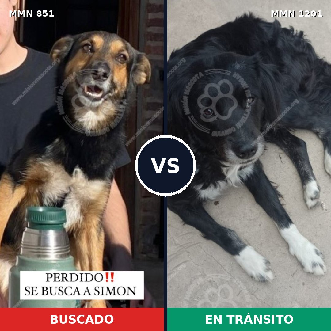 Comparativa MMS 18975: mascota perdida y mascota encontrada, 76% de similitud
