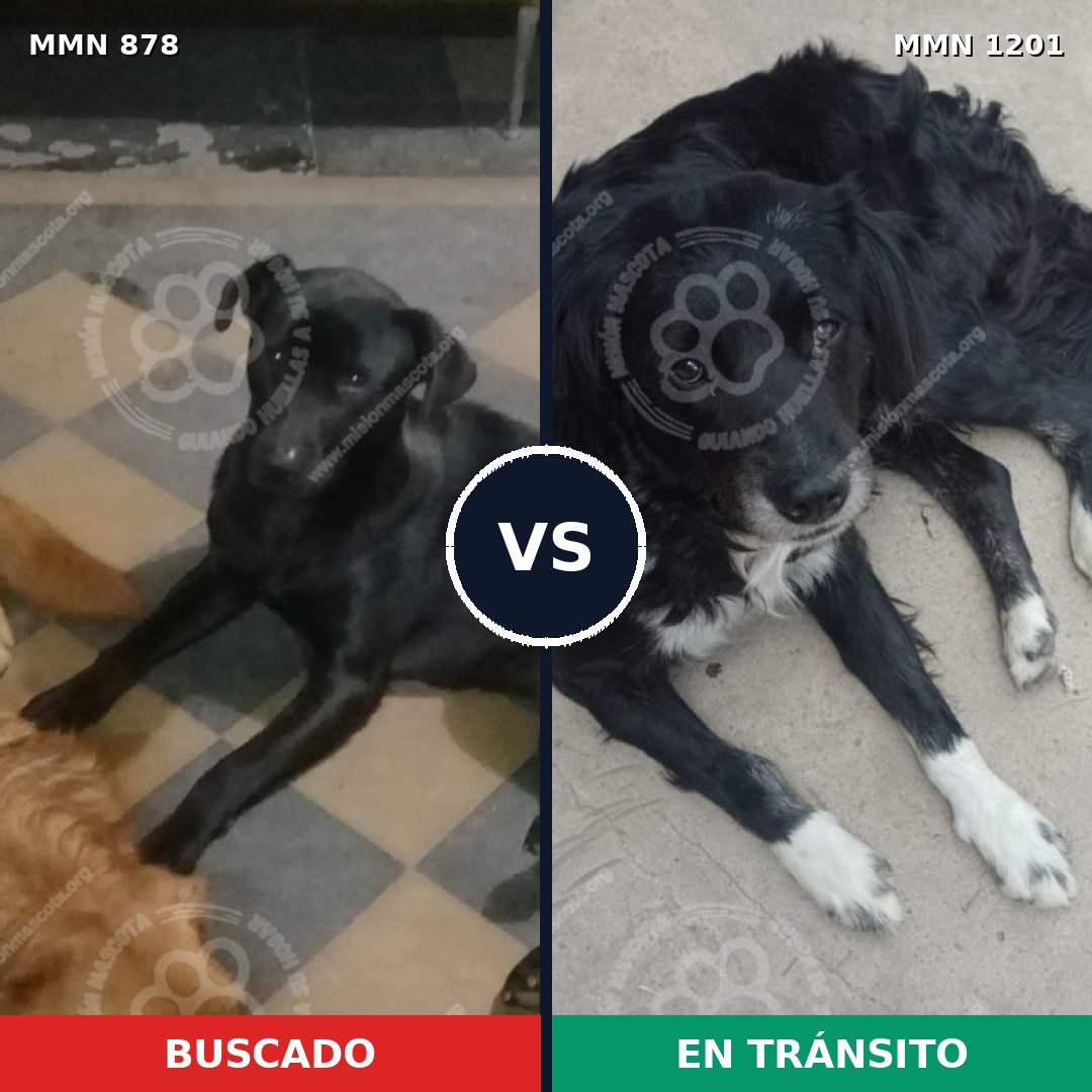 Comparativa MMS 18979: mascota perdida y mascota encontrada, 49% de similitud
