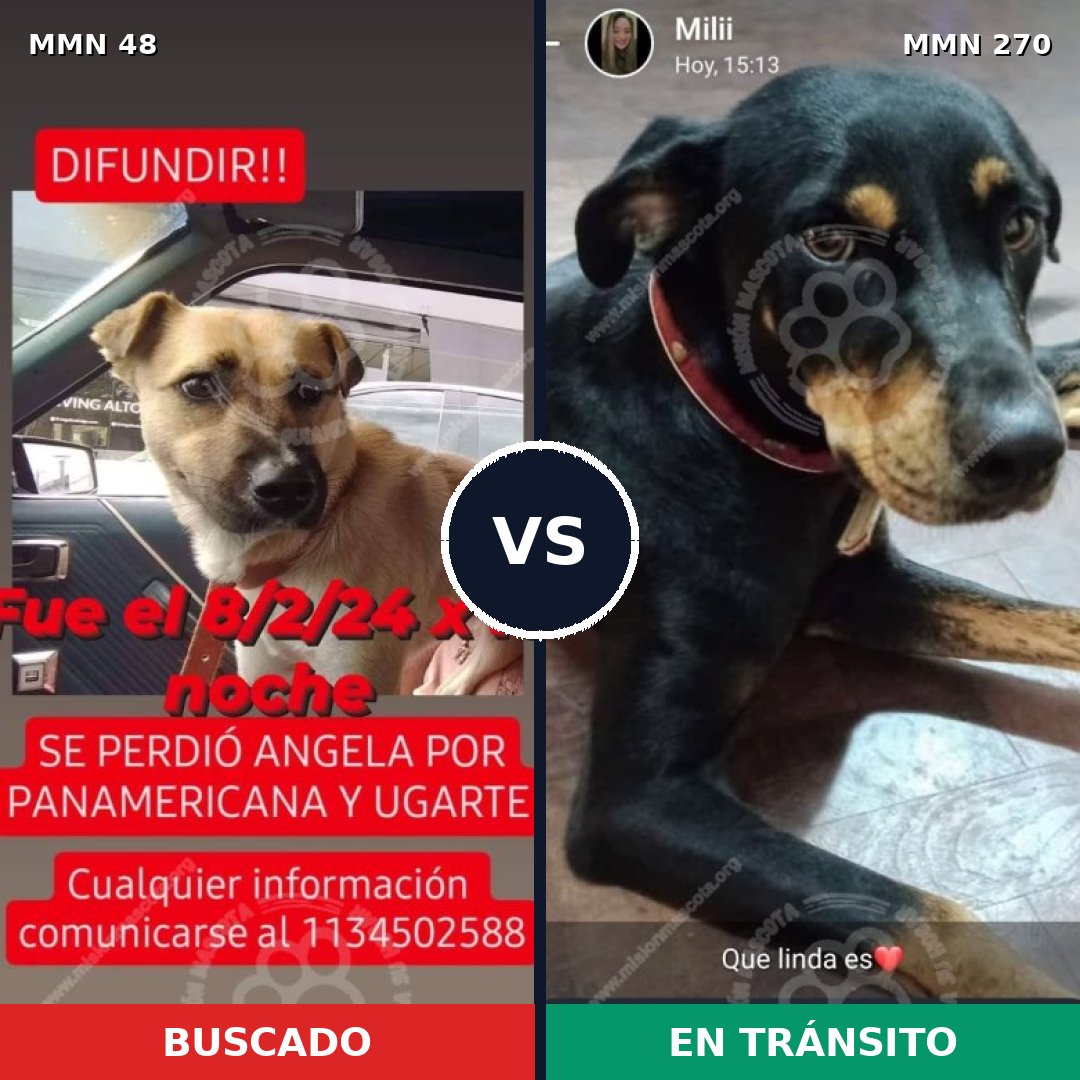 Comparativa MMS 1898: mascota perdida y mascota encontrada, 83% de similitud