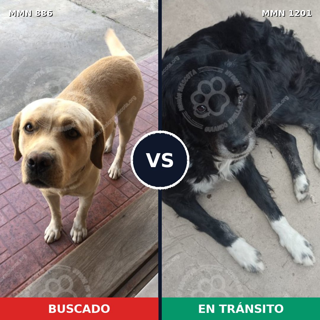 Comparativa MMS 18980: mascota perdida y mascota encontrada, 31% de similitud
