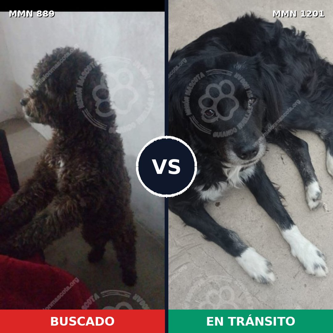 Comparativa MMS 18981: mascota perdida y mascota encontrada, 43% de similitud