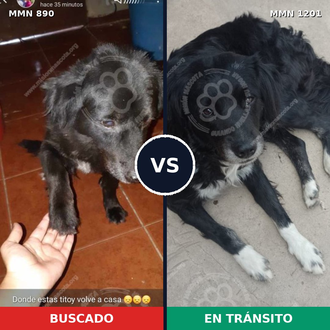 Comparativa MMS 18982: mascota perdida y mascota encontrada, 44% de similitud