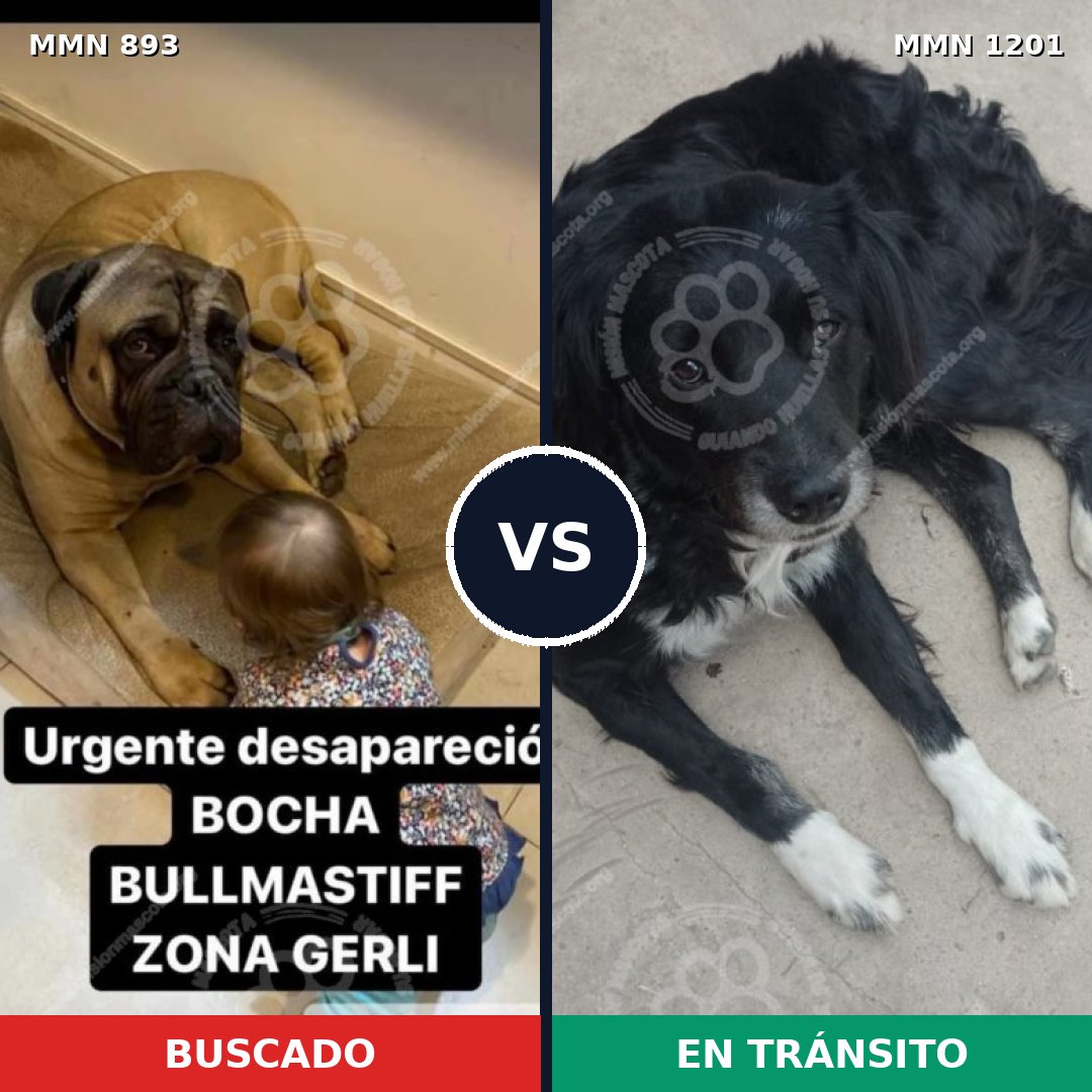 Comparativa MMS 18983: mascota perdida y mascota encontrada, 40% de similitud