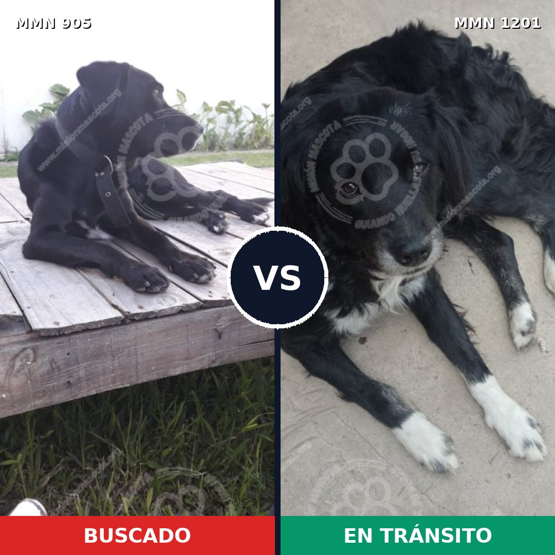 Comparativa MMS 18985: mascota perdida y mascota encontrada, 81% de similitud