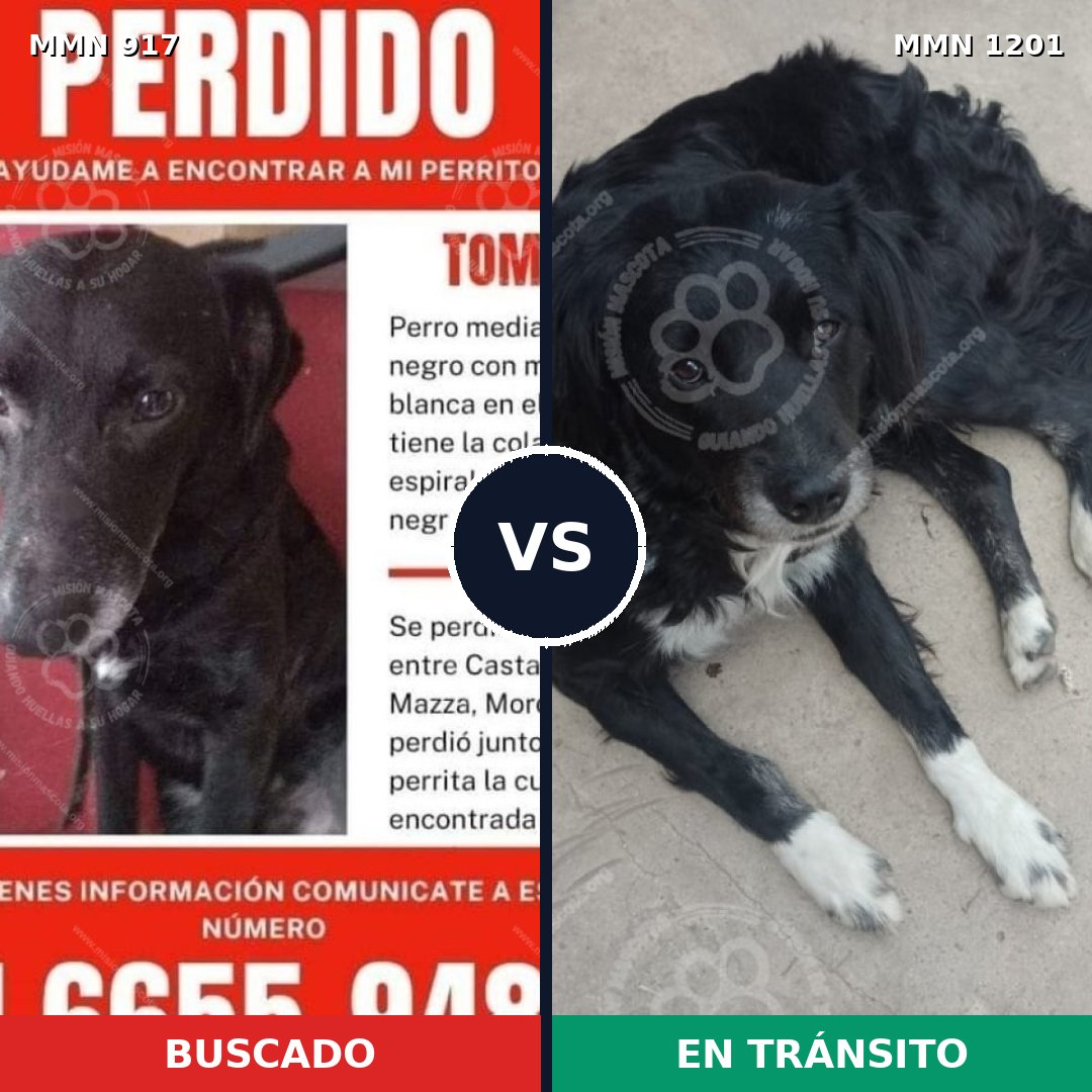 Comparativa MMS 18987: mascota perdida y mascota encontrada, 55% de similitud