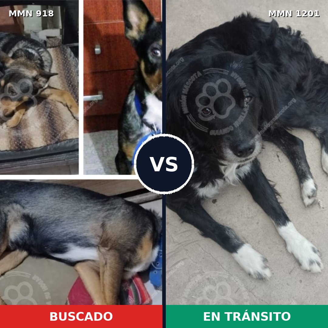 Comparativa MMS 18988: mascota perdida y mascota encontrada, 35% de similitud