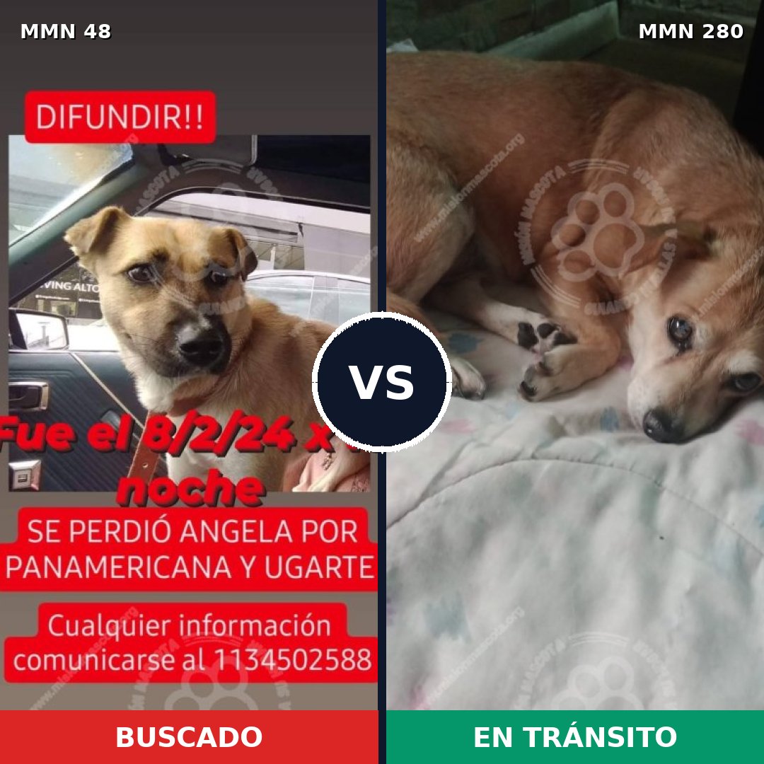 Comparativa MMS 1899: mascota perdida y mascota encontrada, 63% de similitud