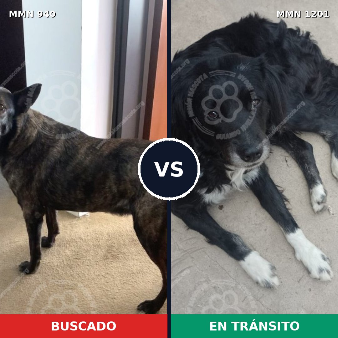 Comparativa MMS 18990: mascota perdida y mascota encontrada, 62% de similitud