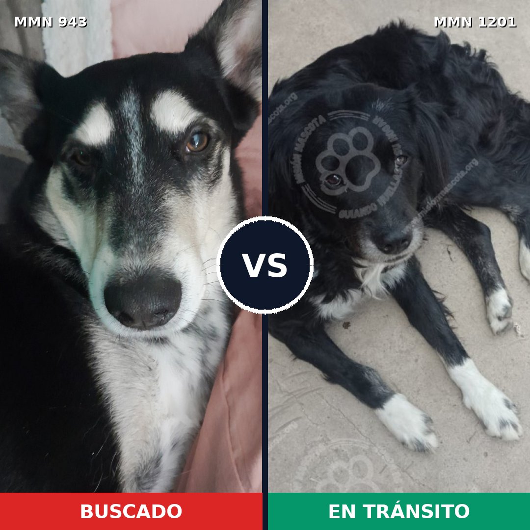 Comparativa MMS 18991: mascota perdida y mascota encontrada, 87% de similitud