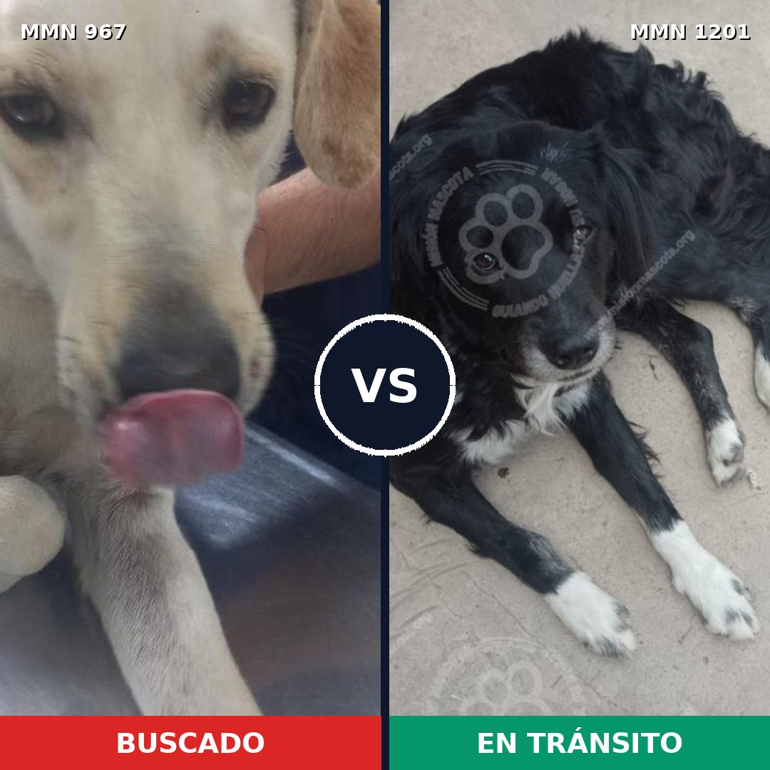 Comparativa MMS 18993: mascota perdida y mascota encontrada, 54% de similitud