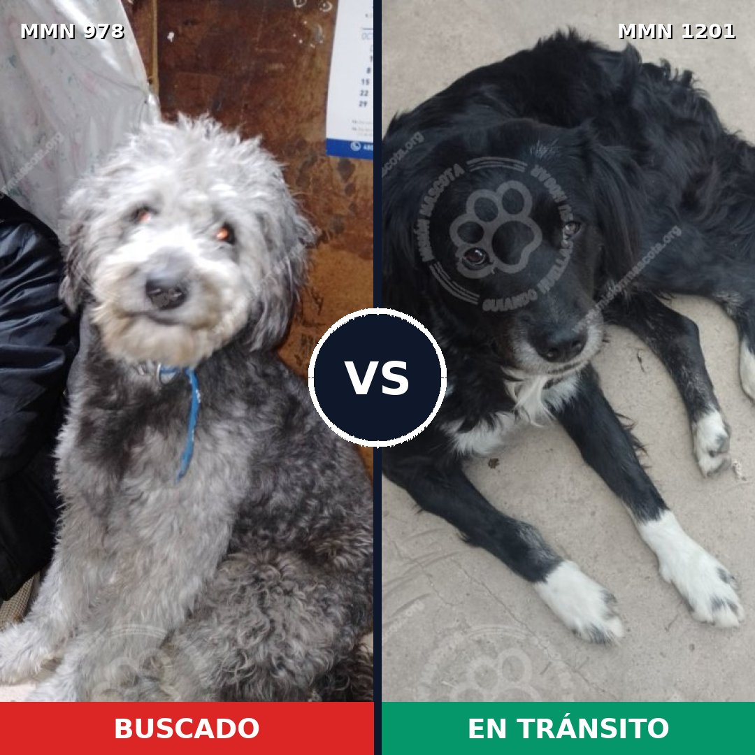 Comparativa MMS 18995: mascota perdida y mascota encontrada, 48% de similitud