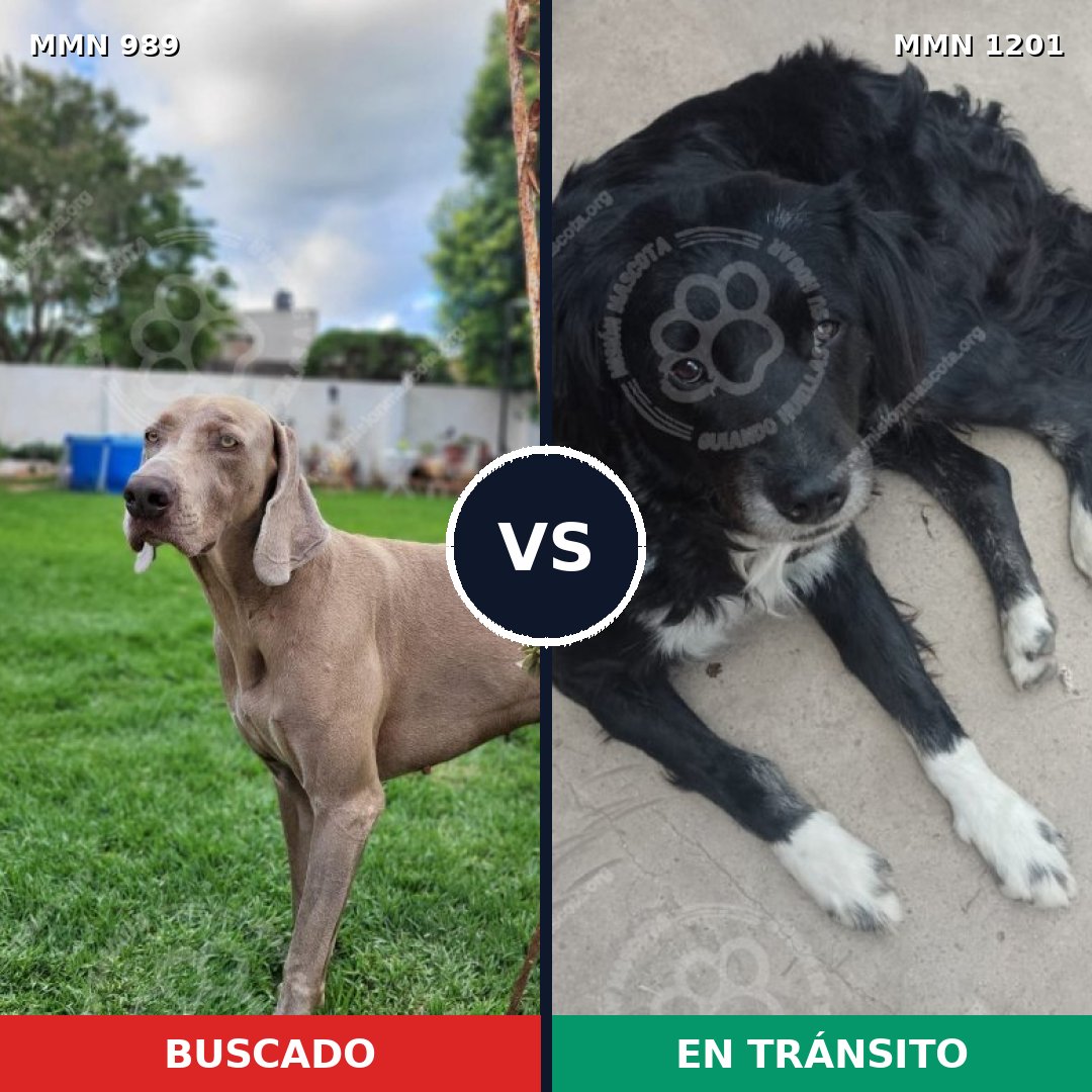Comparativa MMS 18997: mascota perdida y mascota encontrada, 51% de similitud