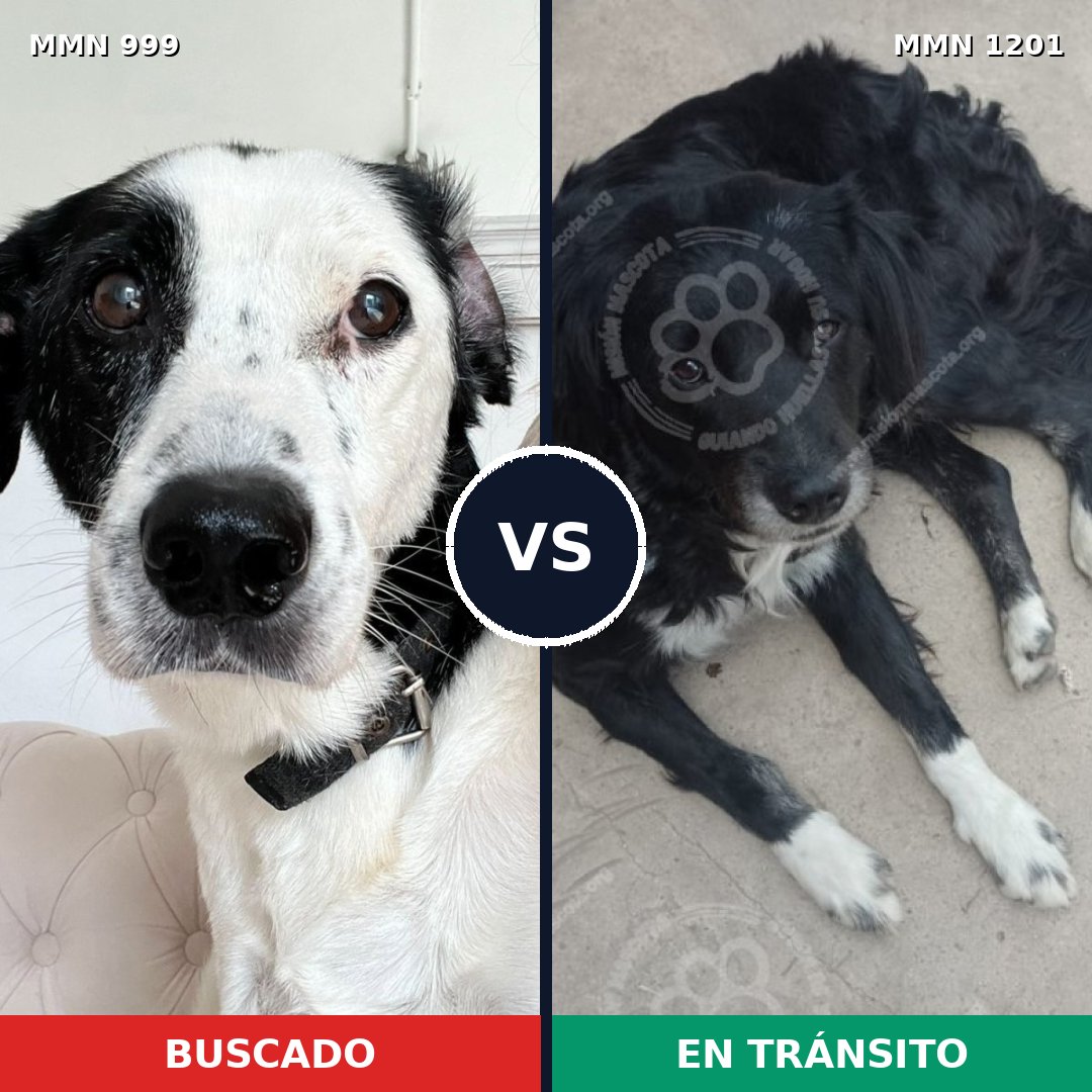 Comparativa MMS 18998: mascota perdida y mascota encontrada, 41% de similitud