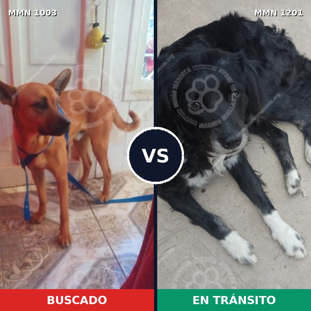 Comparativa MMS 18999: mascota perdida y mascota encontrada, 52% de similitud