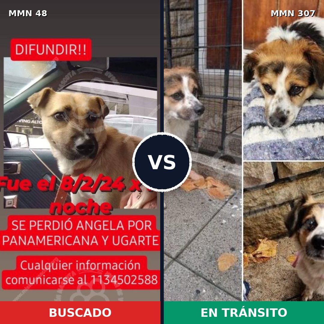 Comparativa MMS 1900: mascota perdida y mascota encontrada, 69% de similitud