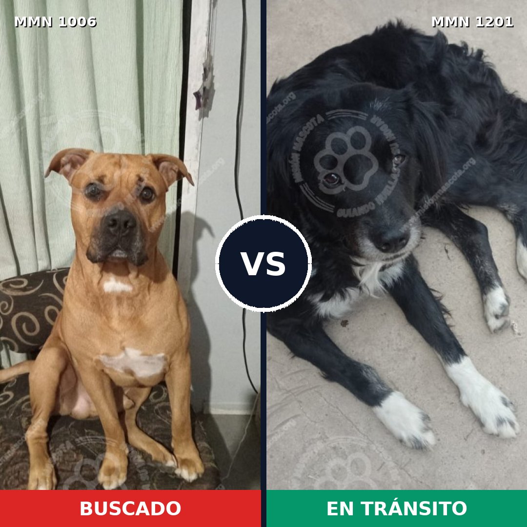 Comparativa MMS 19000: mascota perdida y mascota encontrada, 83% de similitud