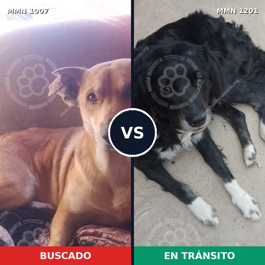 Comparativa MMS 19001: mascota perdida y mascota encontrada, 69% de similitud