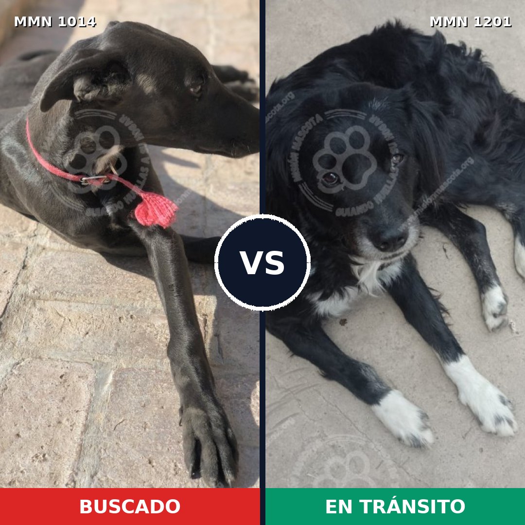 Comparativa MMS 19002: mascota perdida y mascota encontrada, 61% de similitud