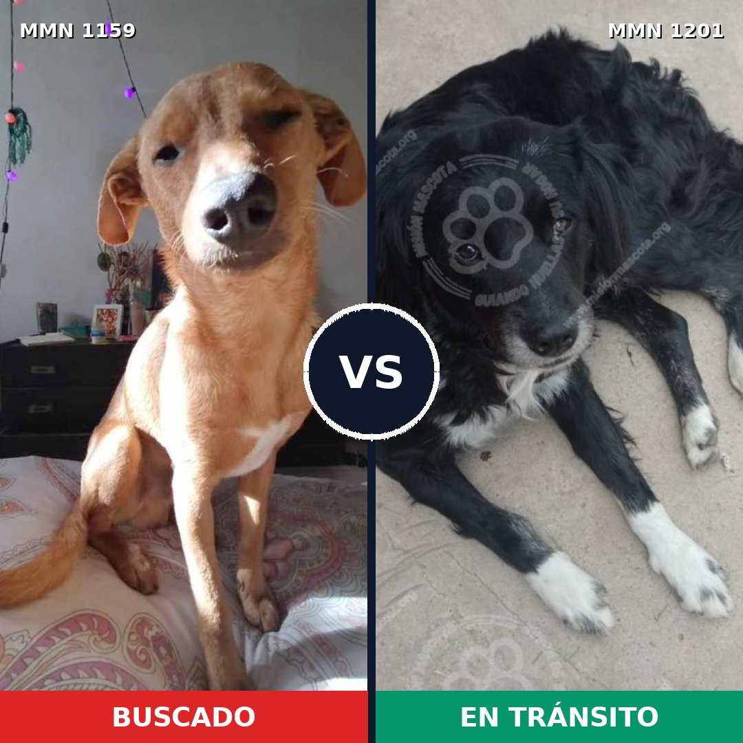Comparativa MMS 19004: mascota perdida y mascota encontrada, 62% de similitud
