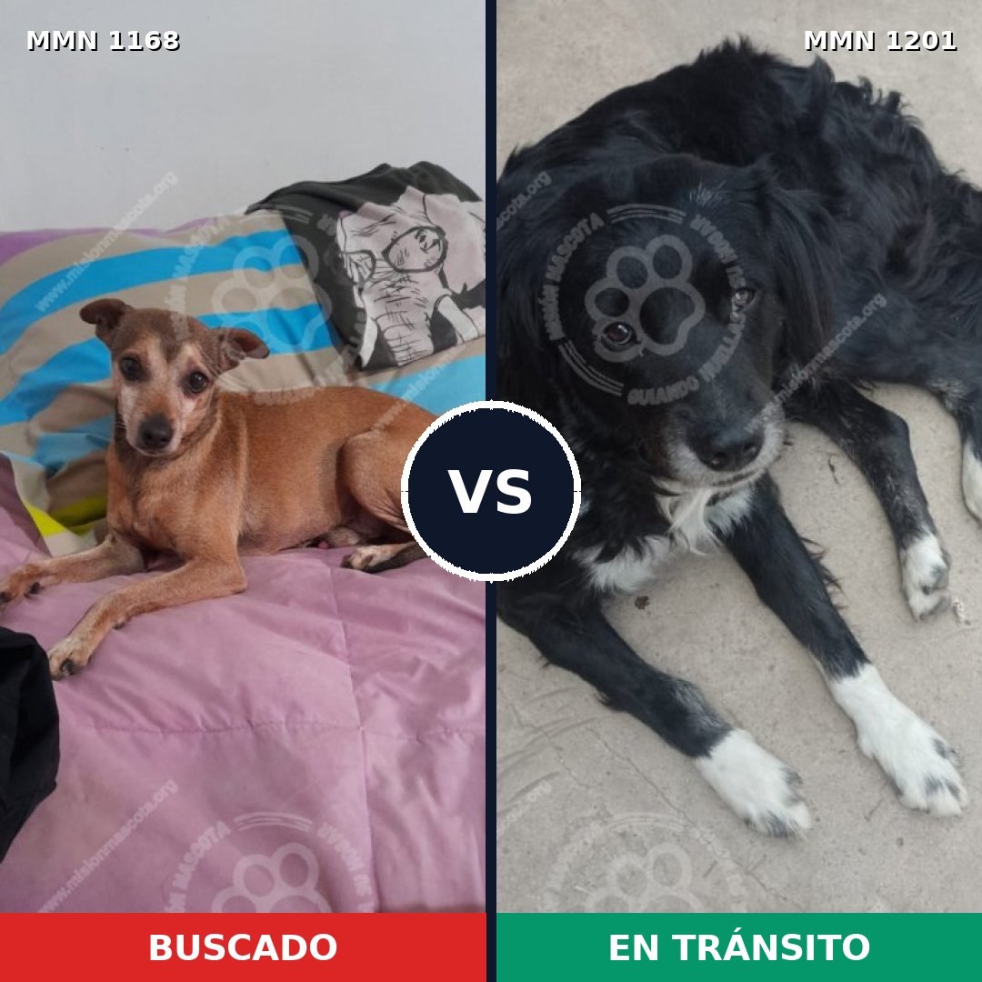 Comparativa MMS 19005: mascota perdida y mascota encontrada, 32% de similitud