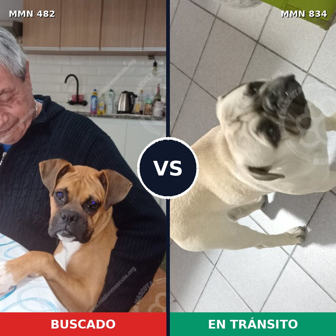 Comparativa MMS 19009: mascota perdida y mascota encontrada, 29% de similitud