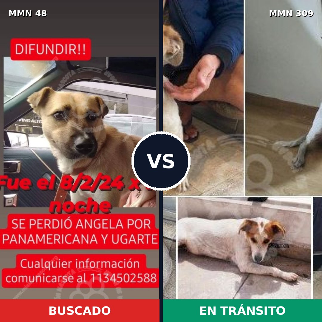 Comparativa MMS 1901: mascota perdida y mascota encontrada, 69% de similitud