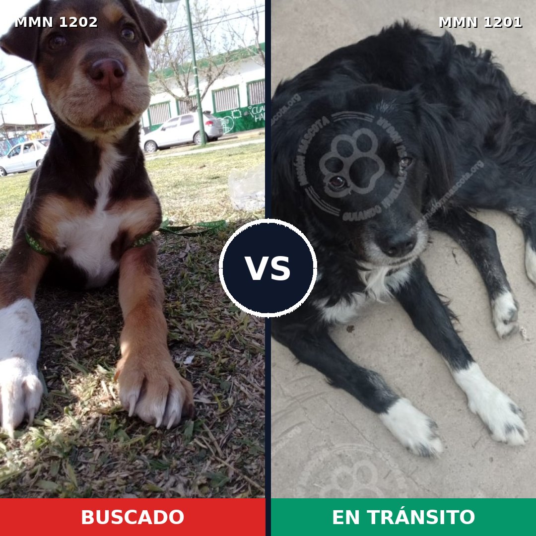 Comparativa MMS 19012: mascota perdida y mascota encontrada, 55% de similitud