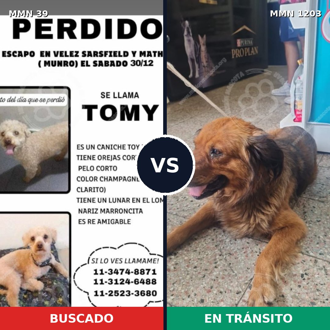 Comparativa MMS 19013: mascota perdida y mascota encontrada, 23% de similitud