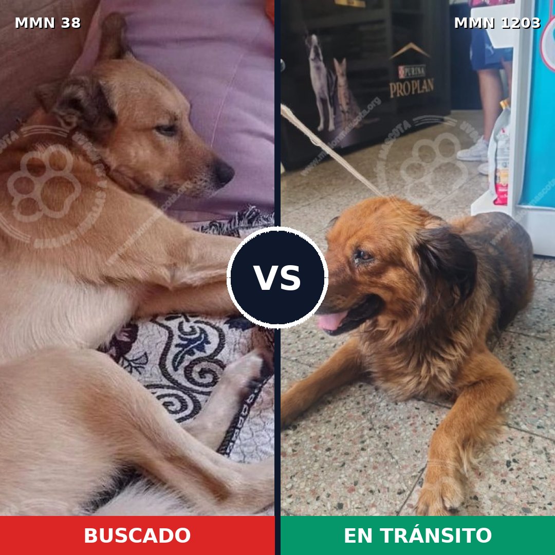 Comparativa MMS 19014: mascota perdida y mascota encontrada, 71% de similitud