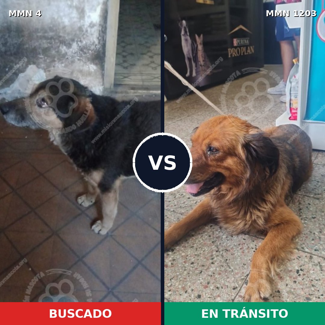 Comparativa MMS 19015: mascota perdida y mascota encontrada, 67% de similitud